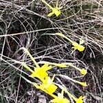 Narcissus bulbocodium Blomst