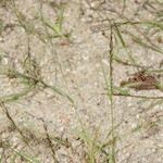 Eragrostis pilosa Hábito