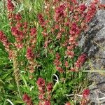 Rumex paucifolius Flower