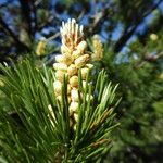 Pinus mugo Blomma