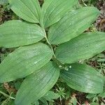 Polygonatum multiflorumBlatt