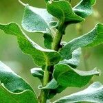 Verbascum densiflorum Folio