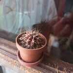 Gymnocalycium mihanovichii Leaf