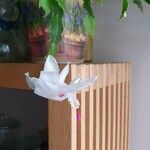 Schlumbergera bridgesii Flor
