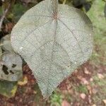 Dombeya reclinata 葉