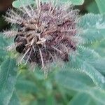 Trifolium rubens Fruto