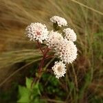 Ageratina prunellifolia Цветок