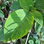 Brugmansia × candida Folio