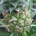 Ananas comosus 果