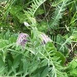 Vicia incana Листок