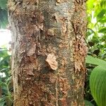 Bursera simaruba പുറംതൊലി