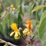 Grewia rhomboides Цветок