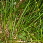 Carex nigra Feuille