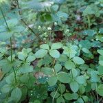 Galium rotundifolium Συνήθη χαρακτηριστικά