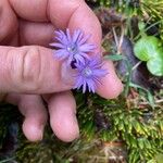 Soldanella alpinaFlor