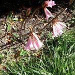 Amaryllis belladonna Floare