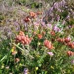 Erica tetralix Hoja