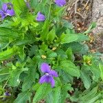 Viola sagittata Leaf