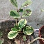 Peperomia obtusifoliaFuelha