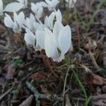 Cyclamen hederifolium Flor
