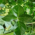 Euonymus japonicus Leaf