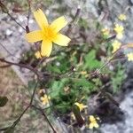 Lactuca muralisFlower