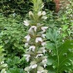 Acanthus mollisFleur