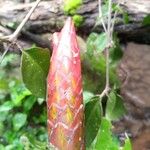 Costus pulverulentus Flor