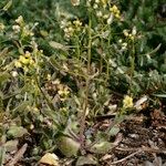 Draba nemorosa 整株植物