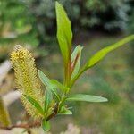 Salix triandra पत्ता