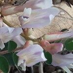 Astragalus australis Blüte