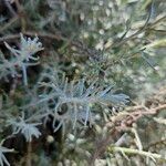 Helichrysum saxatile Ліст