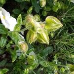 Cistus populifolius Leaf