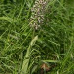 Himantoglossum hircinumFlower