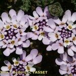 Iberis procumbens Fula