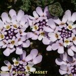 Iberis procumbens Flower