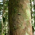 Pouteria brachyandra Kabuk