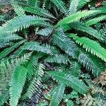 Blechnum spicantبرگ