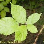 Rubus questieri Blad