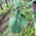 Quercus macrocarpa পাতা
