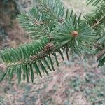 Abies homolepis Leaf