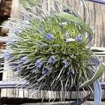 Eryngium planum Flower