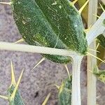 Carthamus oxyacanthus Leaf