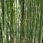 Phyllostachys bambusoides Bark