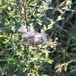Chromolaena hirsuta Hábito