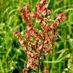 Rumex thyrsoides Floare