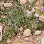 Erodium touchyanum Hábito
