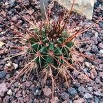 Melocactus levitestatus Hoja