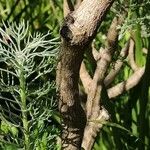 Athanasia crithmifolia Écorce