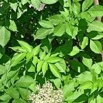 Sambucus nigra List